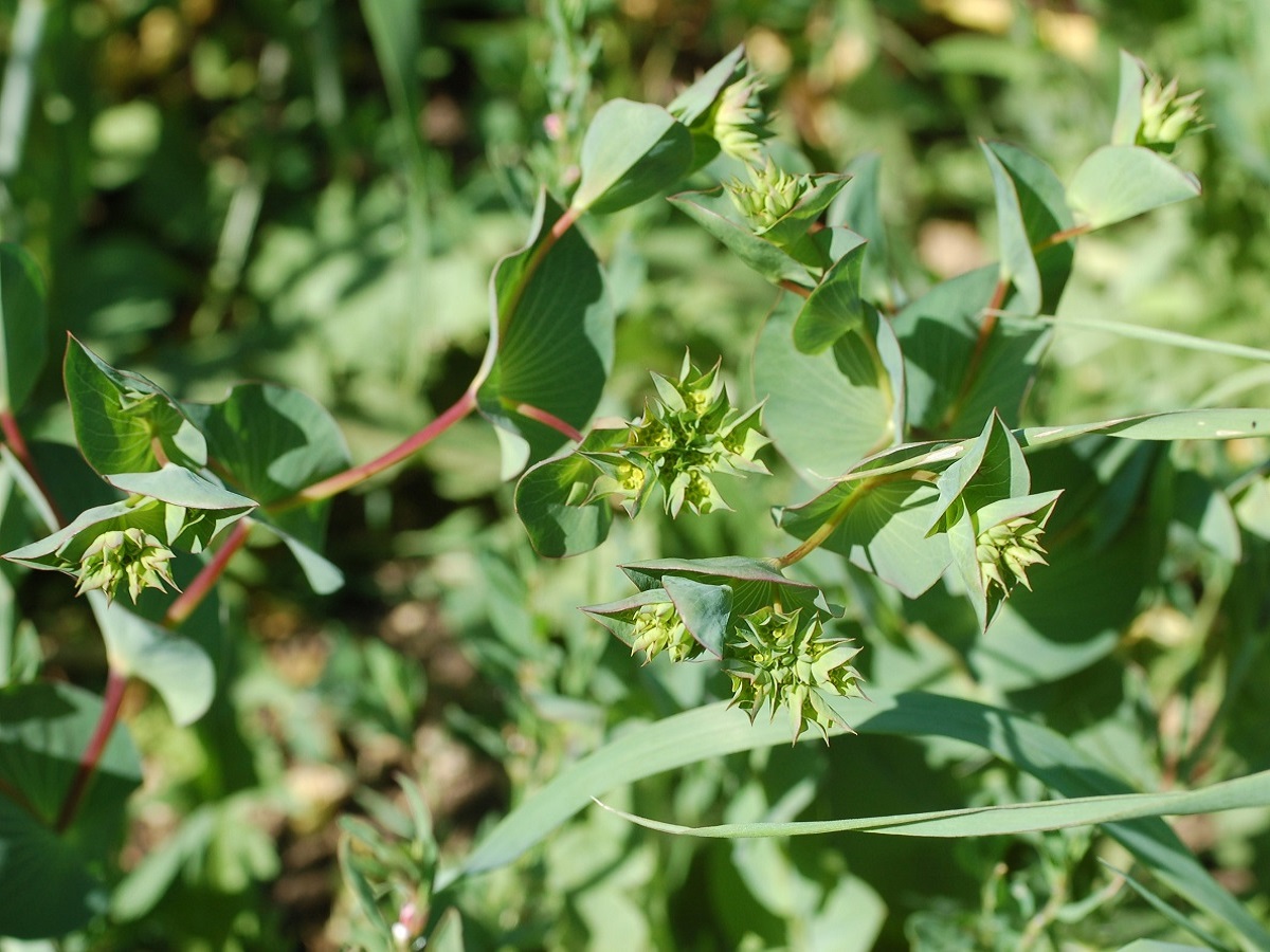 Bupleurum rotundifolium (Apiaceae)